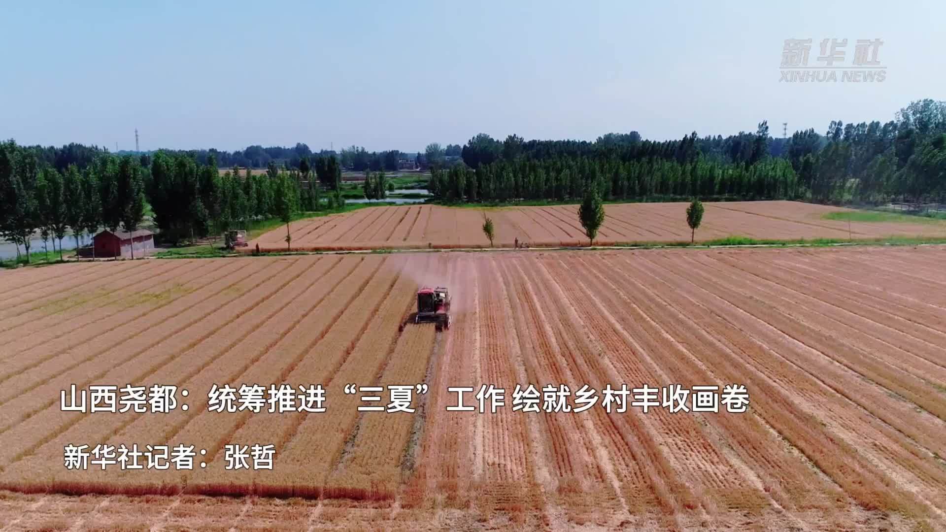 山西尧都：统筹推进“三夏”工作 绘就乡村丰收画卷