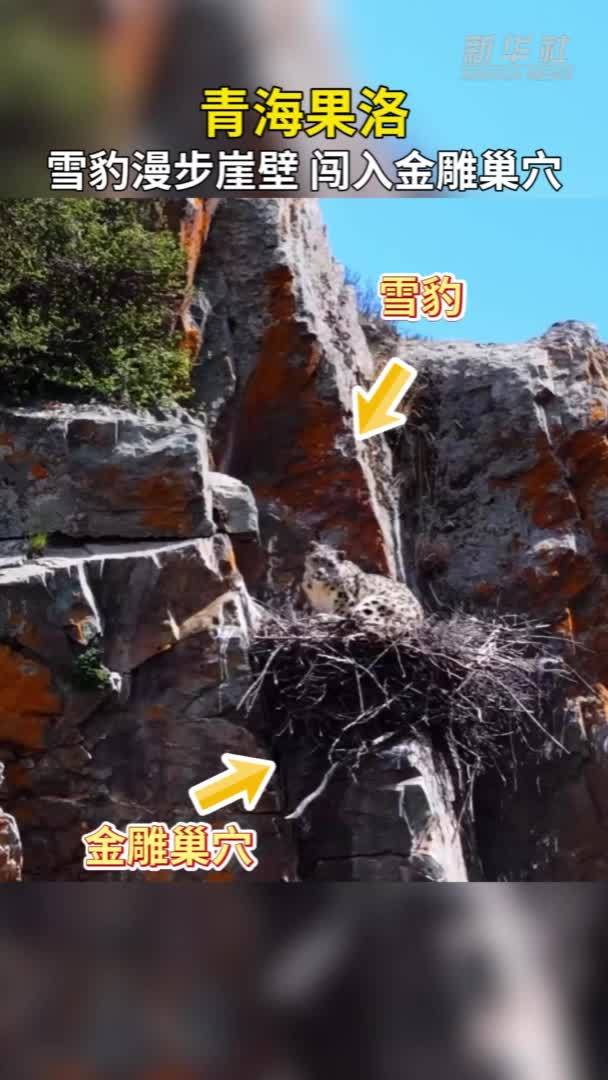 青海果洛：雪豹漫步崖壁 闯入金雕巢穴