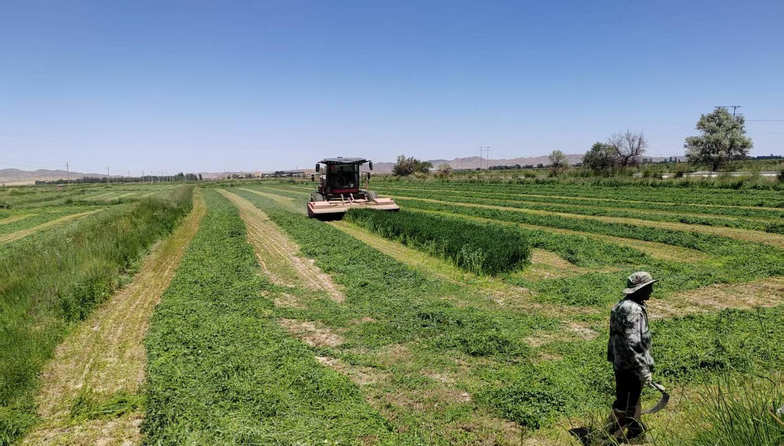 永昌牧草身价暴涨10倍 论斤卖的“黄金”订单爆满