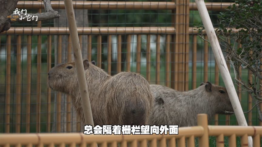 扬州一岁卡皮巴拉离家出走，走失两个月，它还能找到回家路吗？