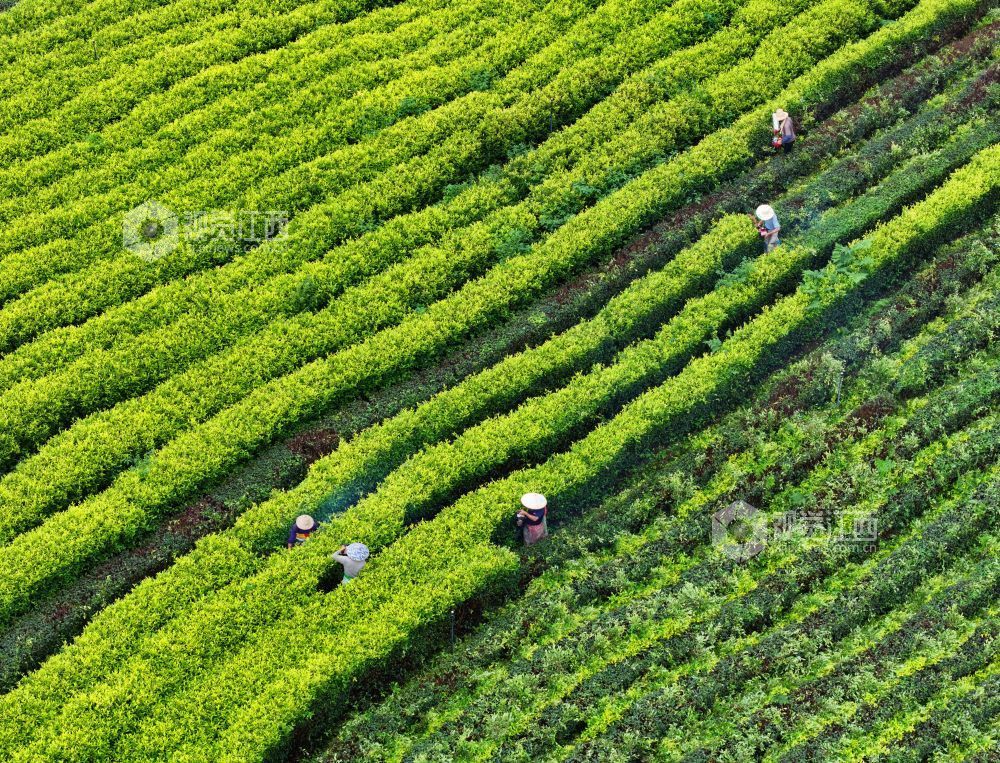 6月9日，江西省吉安市泰和县马市镇甘露村高山黄金茶种植基地，农民正在修剪茶树劳作。