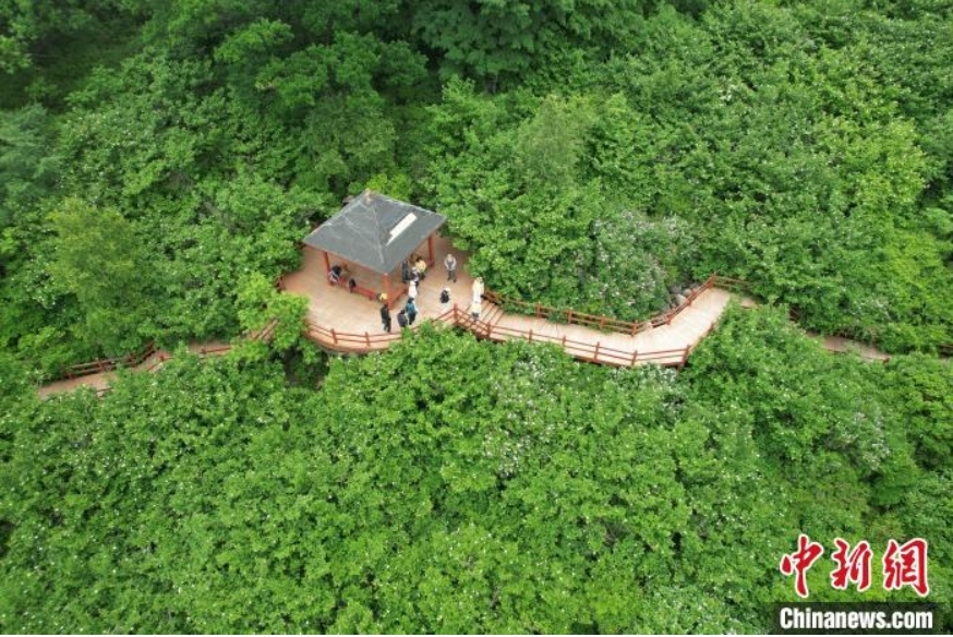6月9日，河北省秦皇岛市青龙满族自治县境内的天女木兰竞相绽放，吸引游客赏花游览。天女木兰又名天女花，是第四纪冰川期幸存下来的珍稀树种，被誉为“植物活化石”。图为青龙满族自治县境内天女木兰竞相绽放。（无人机照片）金明伟 摄