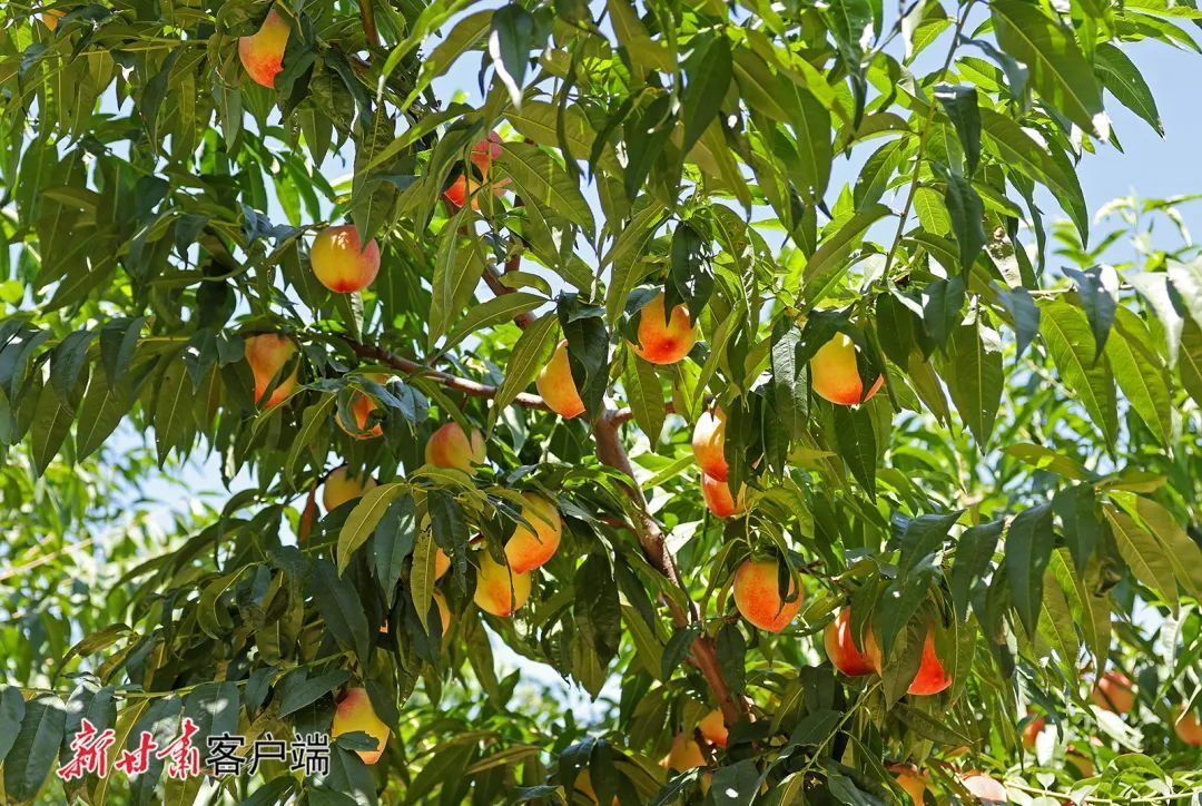 秦安蜜桃　新甘肃&middot;甘肃日报记者　冯乐凯　摄