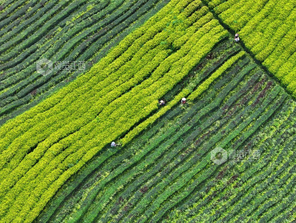 6月9日，江西省吉安市泰和县马市镇甘露村高山黄金茶种植基地，农民正在修剪茶树劳作。