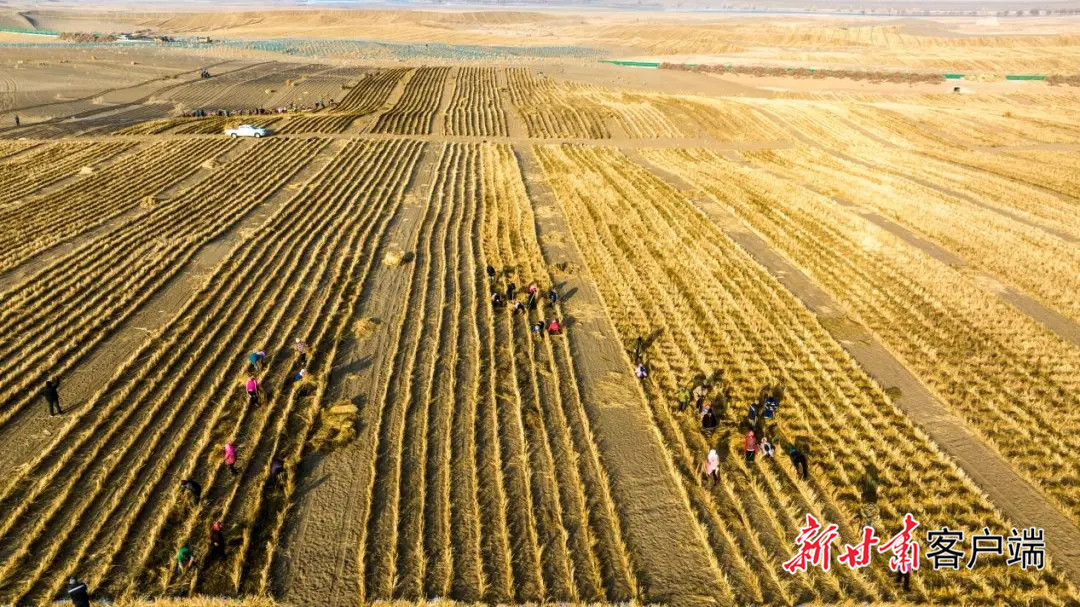 金塔县草方格压沙现场　金塔县自然资源局供图