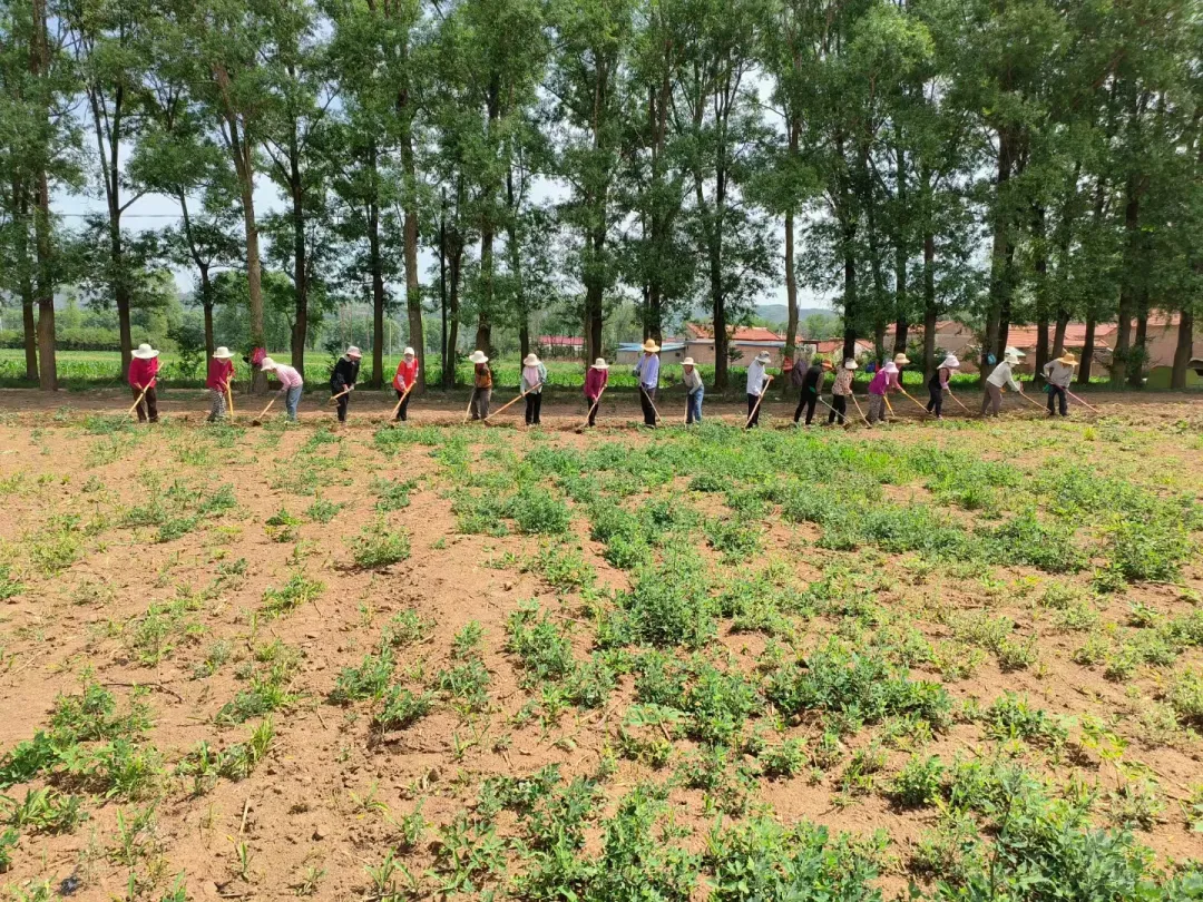 华亭田间药材管护忙　村民笑谈致富经