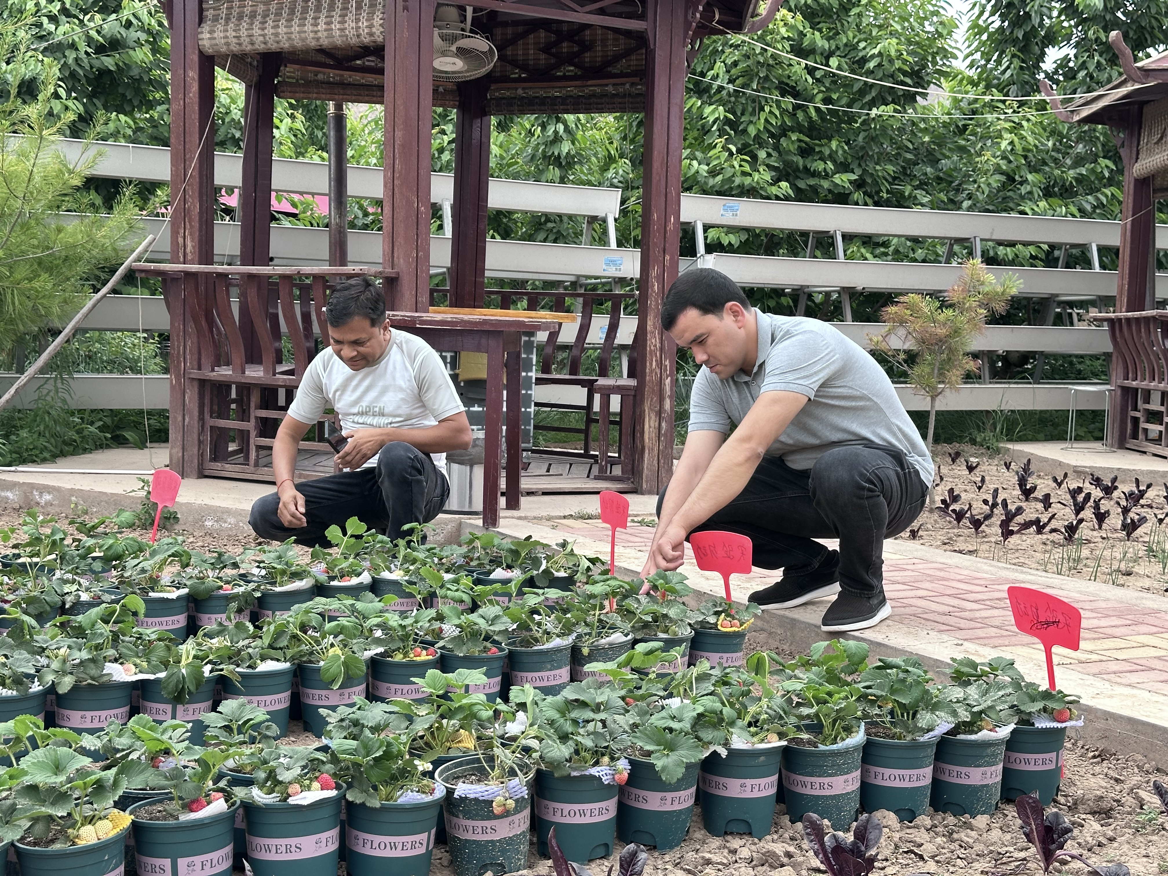 在皋兰迈绿达现代农业示范园考察交流