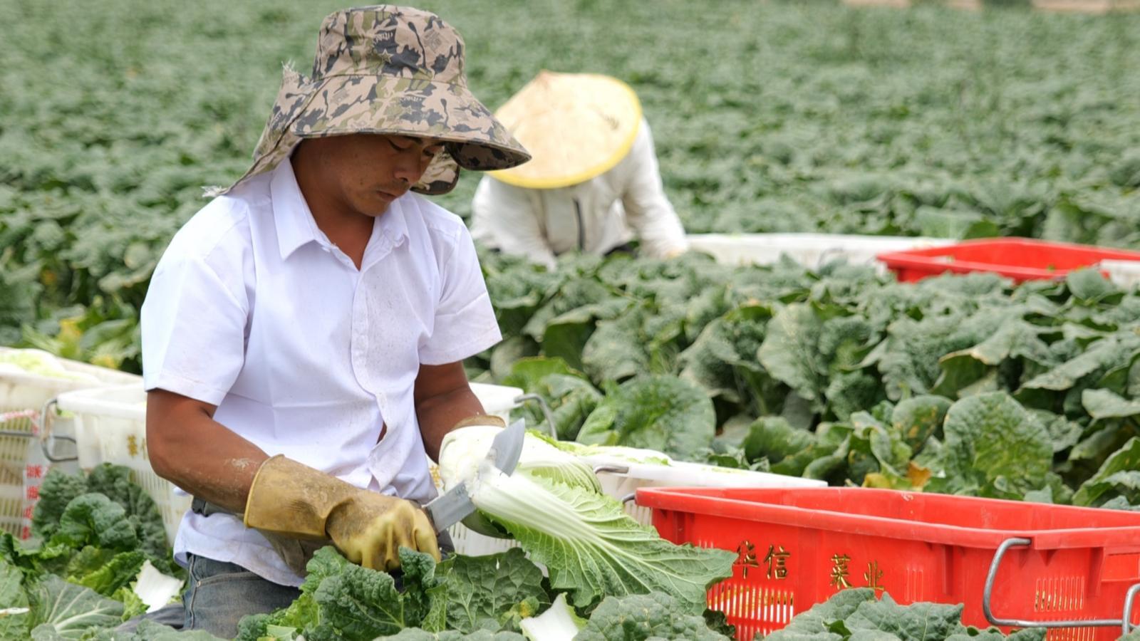 头茬高原夏菜抢“鲜”上市　永昌“北菜南下”销路旺