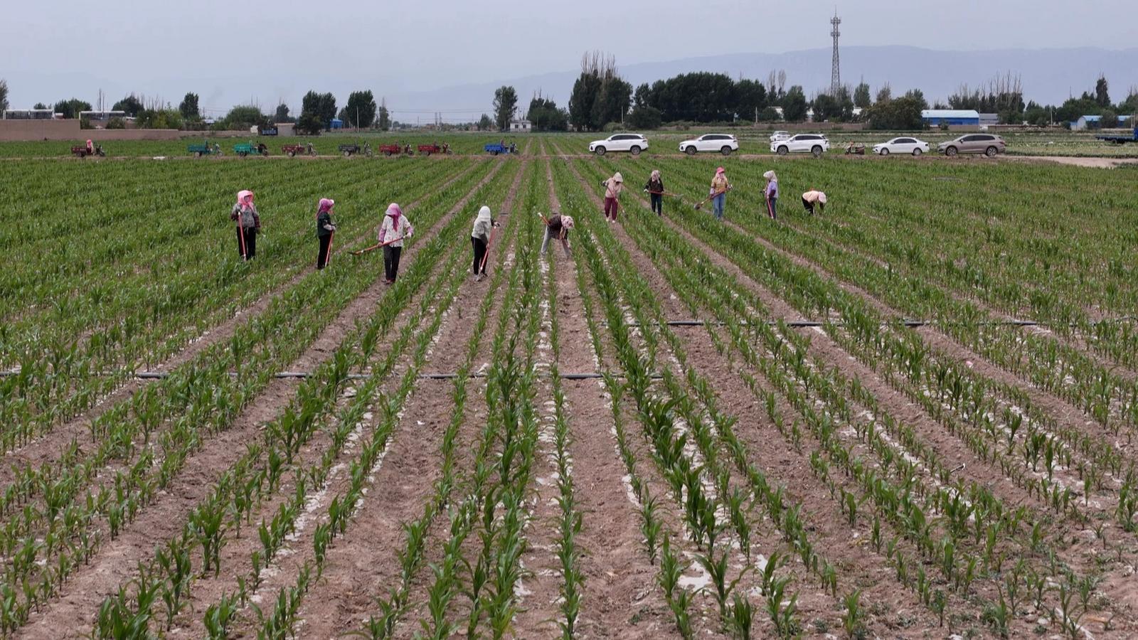 冬小麦“喝”上智慧水 永昌四季耕耘绘就“丰”景长卷