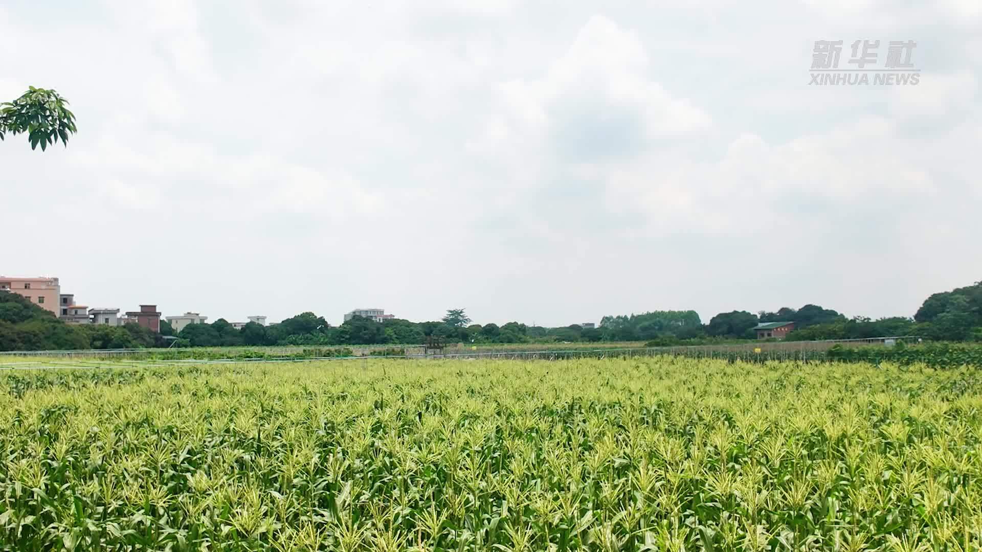 广州白云水果玉米首批试种成功 一口爆汁现摘现吃