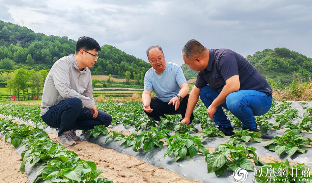 甘肃省农科院会川试验站农科人扎根渭水源头，在马铃薯育种领域取得丰硕成果。程健　摄