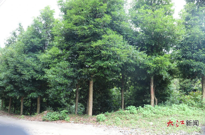 闽楠 来源：定南林业