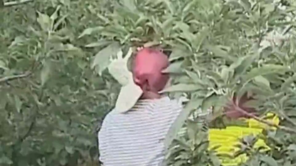 智慧花牛本领大　果农增收笑哈哈