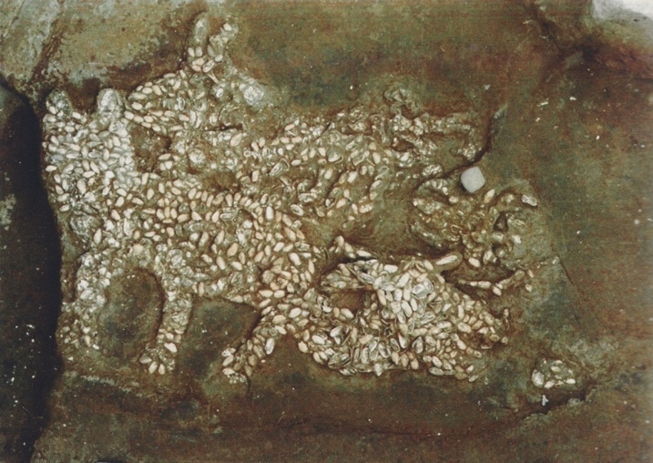 河南濮阳西水坡遗址出土蚌壳堆塑四灵