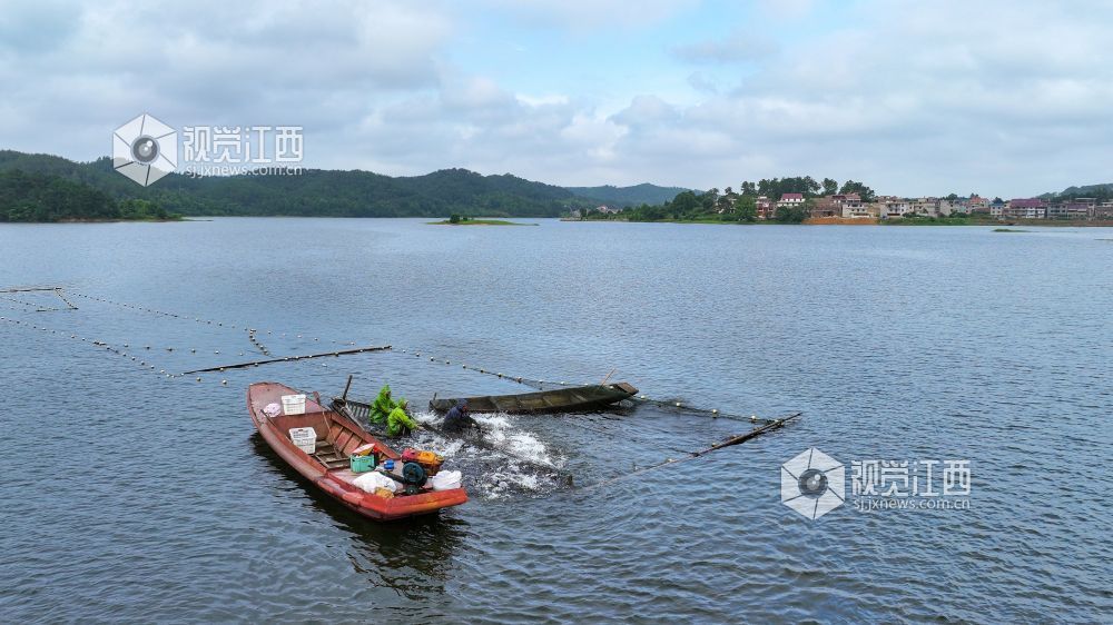 2025年6月12日，江西省吉安市吉水县阜田镇双山水库鱼跃人欢，一派丰收景象，渔民们正忙着收网起鱼。