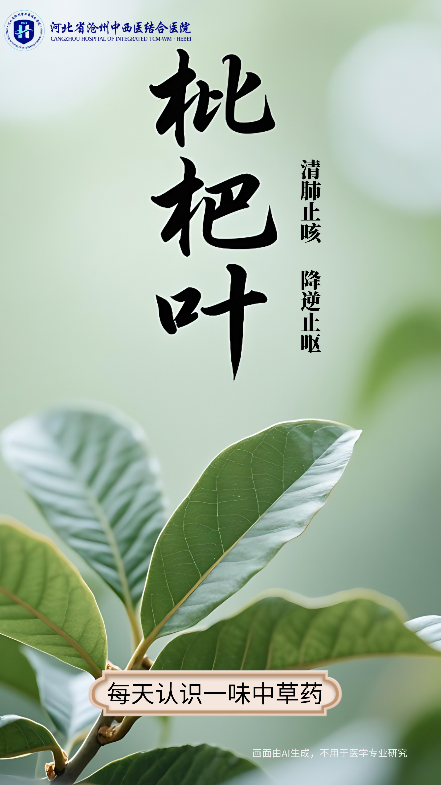 “AI”上中医药·每天认识一味中草药（30）｜枇杷叶