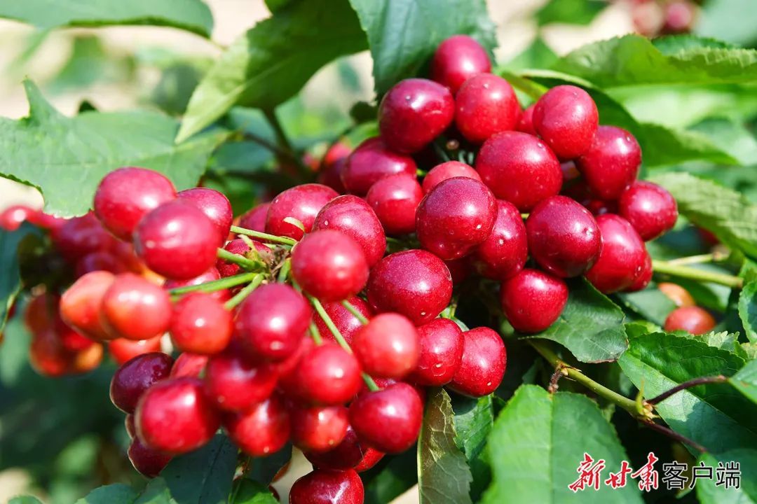 天水大樱桃。新甘肃&middot;甘肃日报通讯员　周文涛　张彬霞　摄