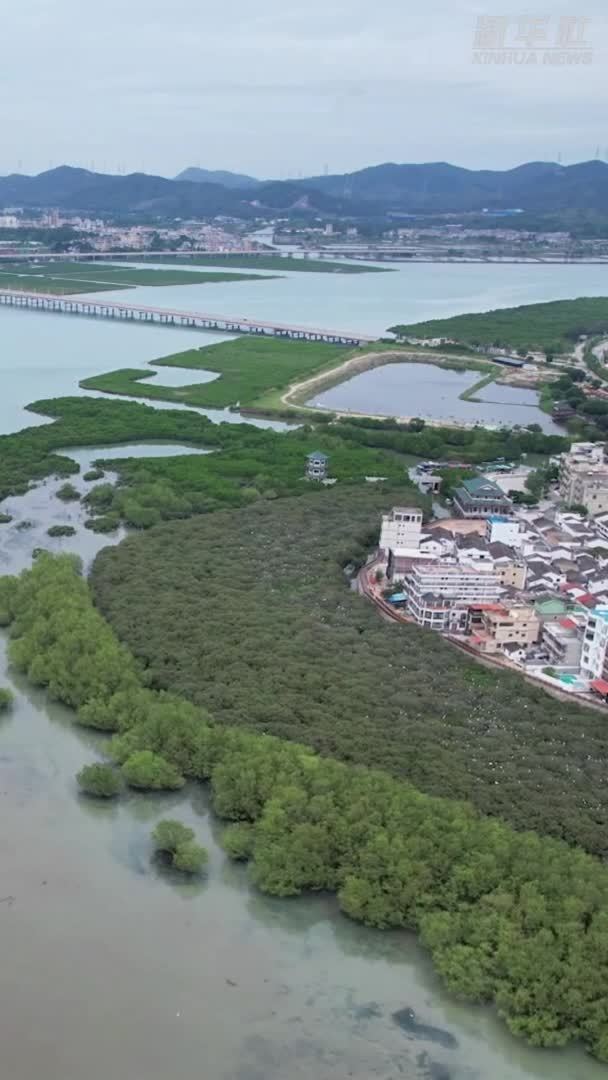 广东惠东：万亩红树林美如画