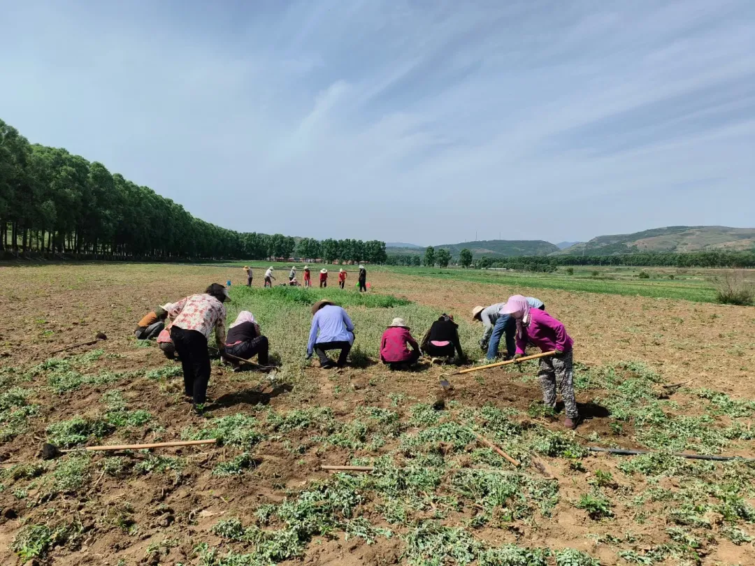 华亭田间药材管护忙　村民笑谈致富经