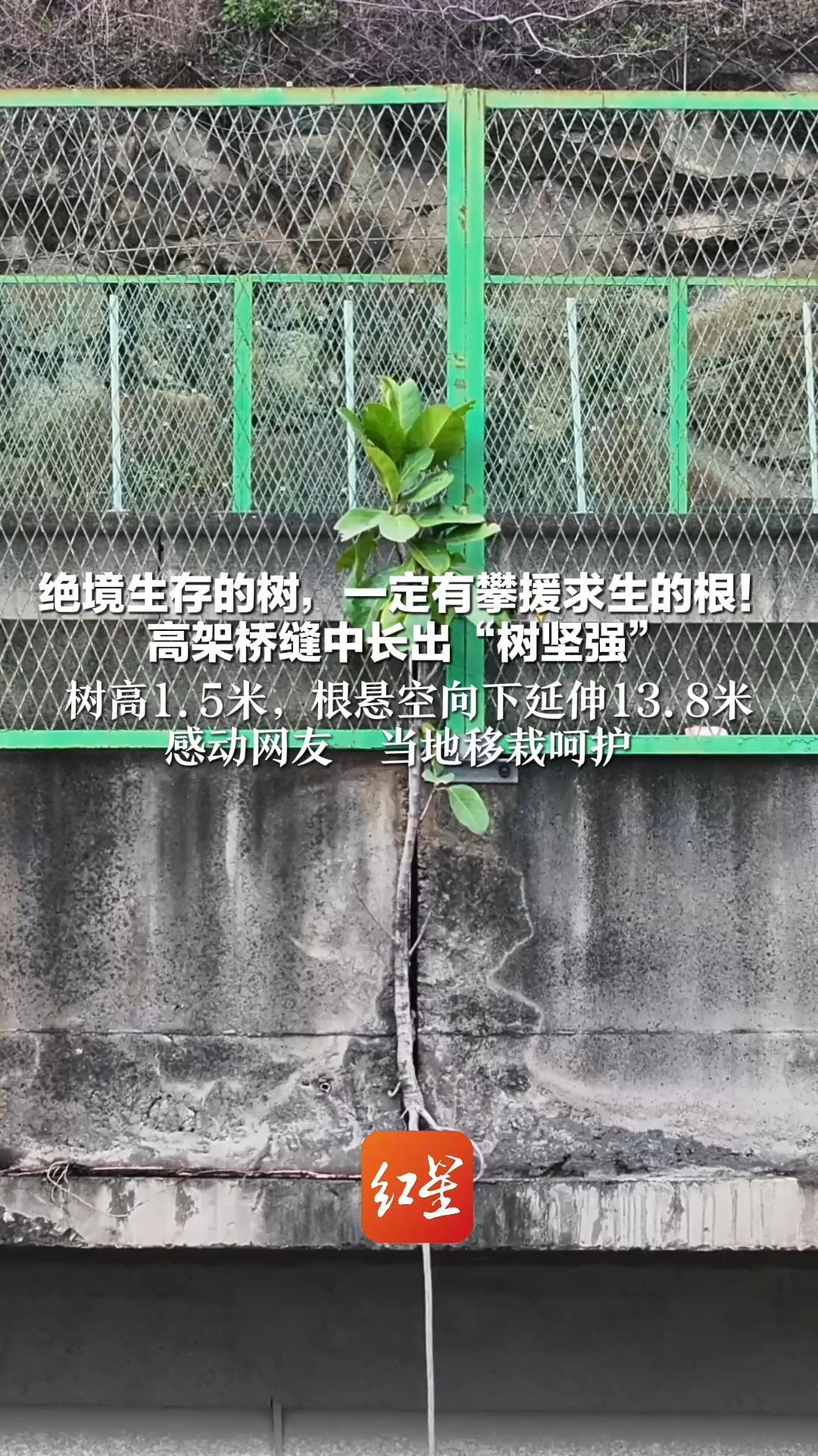 绝境生存的树，一定有攀援求生的根！高架桥缝中长出“树坚强” 树高1.5米，根悬空向下延伸13.8米 感动网友  当地移栽呵护