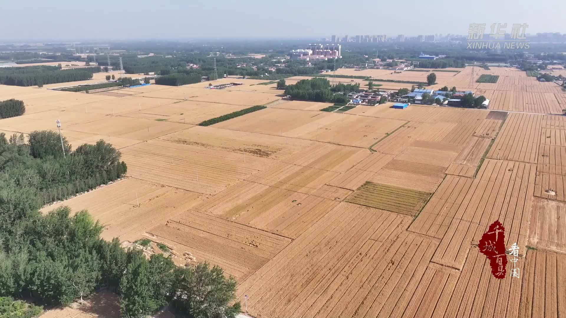 千城百县看中国｜山东冠县：80余万亩小麦开镰收割