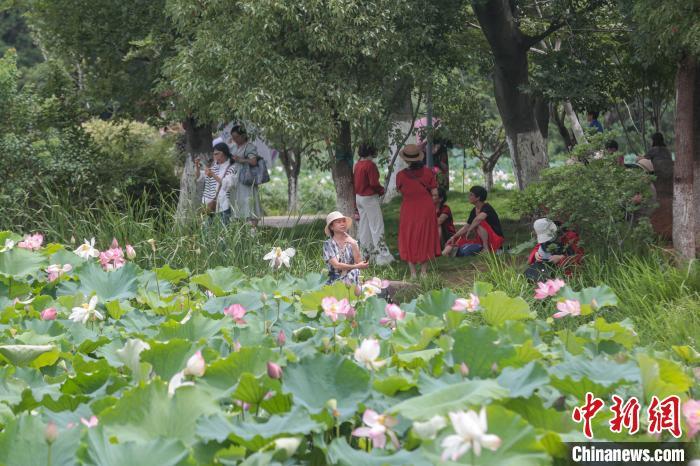 6月12日，江西南昌，位于城市之中的象湖湿地公园绿意盎然，夏荷渐开，风景秀美，不少市民游客前来游园赏花，感受大自然的美好。中新社记者 刘力鑫 摄
