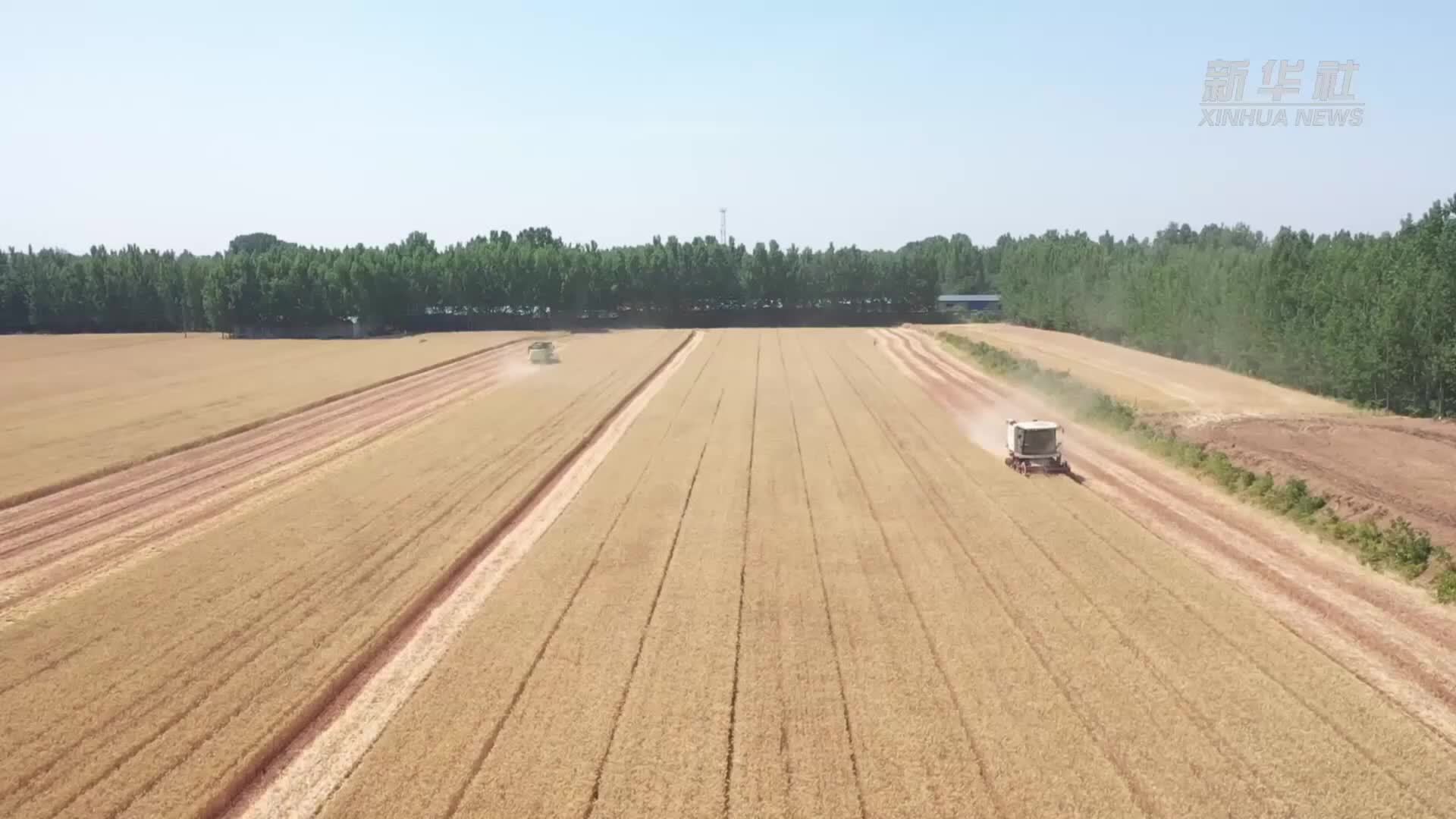 山东高密：高效收割机助力“三夏”抢收