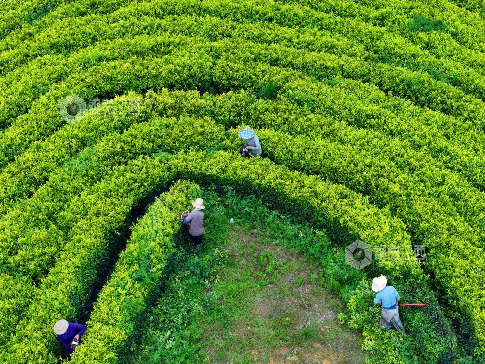 6月9日，江西省吉安市泰和县马市镇甘露村高山黄金茶种植基地，农民正在修剪茶树劳作。