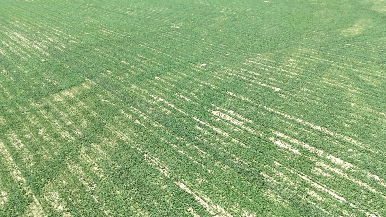 冬小麦“喝”上智慧水 永昌四季耕耘绘就“丰”景长卷