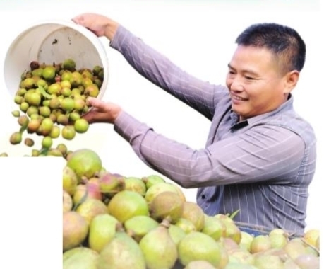 泰和县苏溪镇一油茶基地，村民收集刚采摘的茶籽。大江网视觉江西 李方图摄