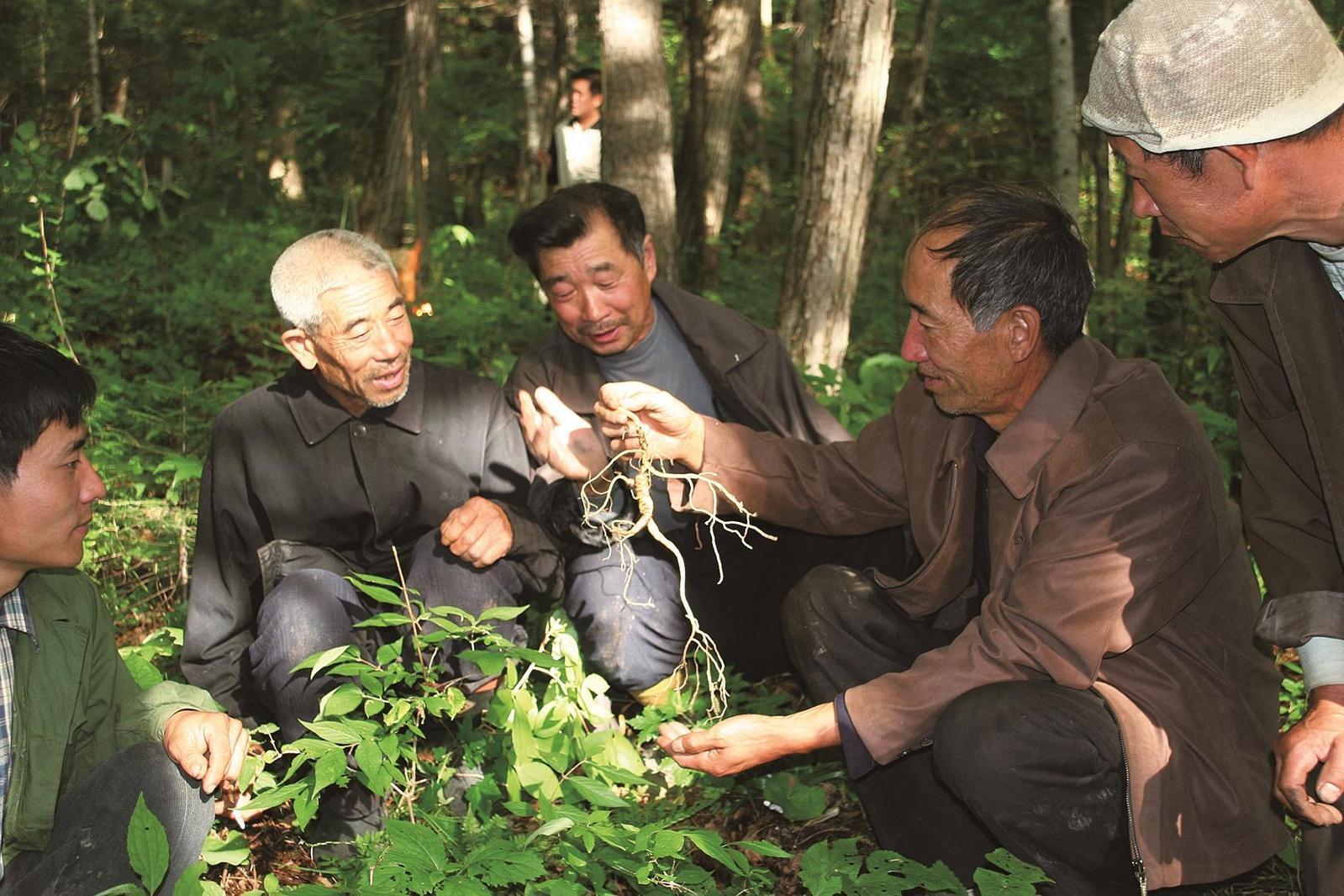 1000多年前，长白山区便开始采挖人参。随着时间推移，形成采参习俗。如今，“长白山采参习俗”已成为非物质文化遗产。