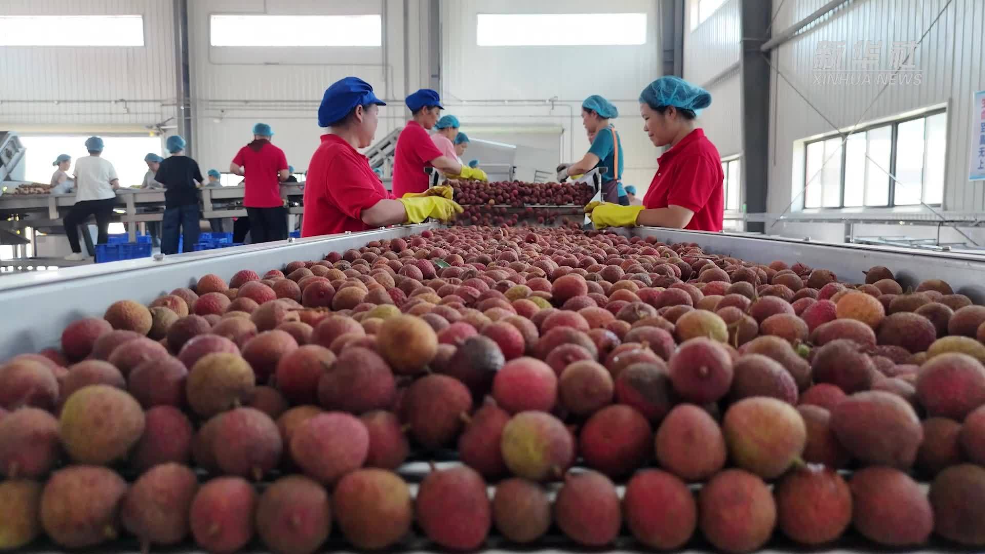 广东高州：荔枝深加工助力果农稳增收