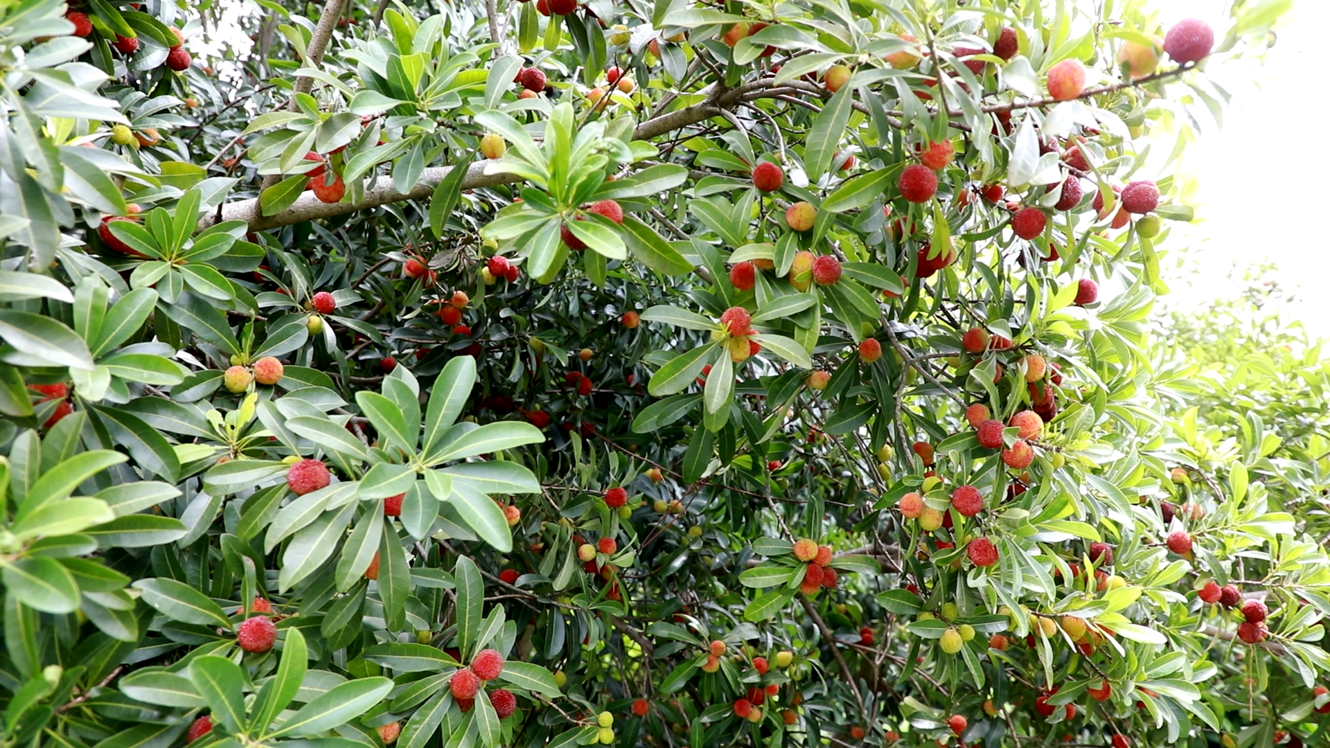 彭泽千亩连片种植的杨梅和蜜桃迎来了丰收季。（赵斌 摄）