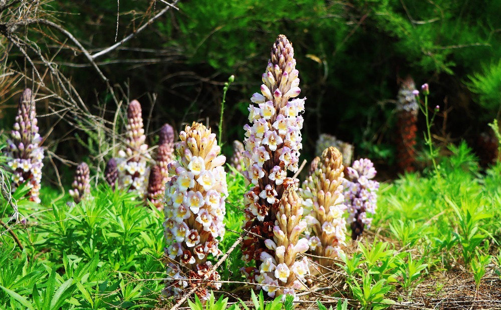 盐碱地种出“沙漠人参” 潍坊滨海解锁生态致富密码