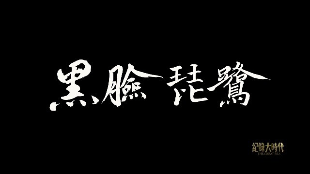 黑脸琵鹭：幼鸟的世界