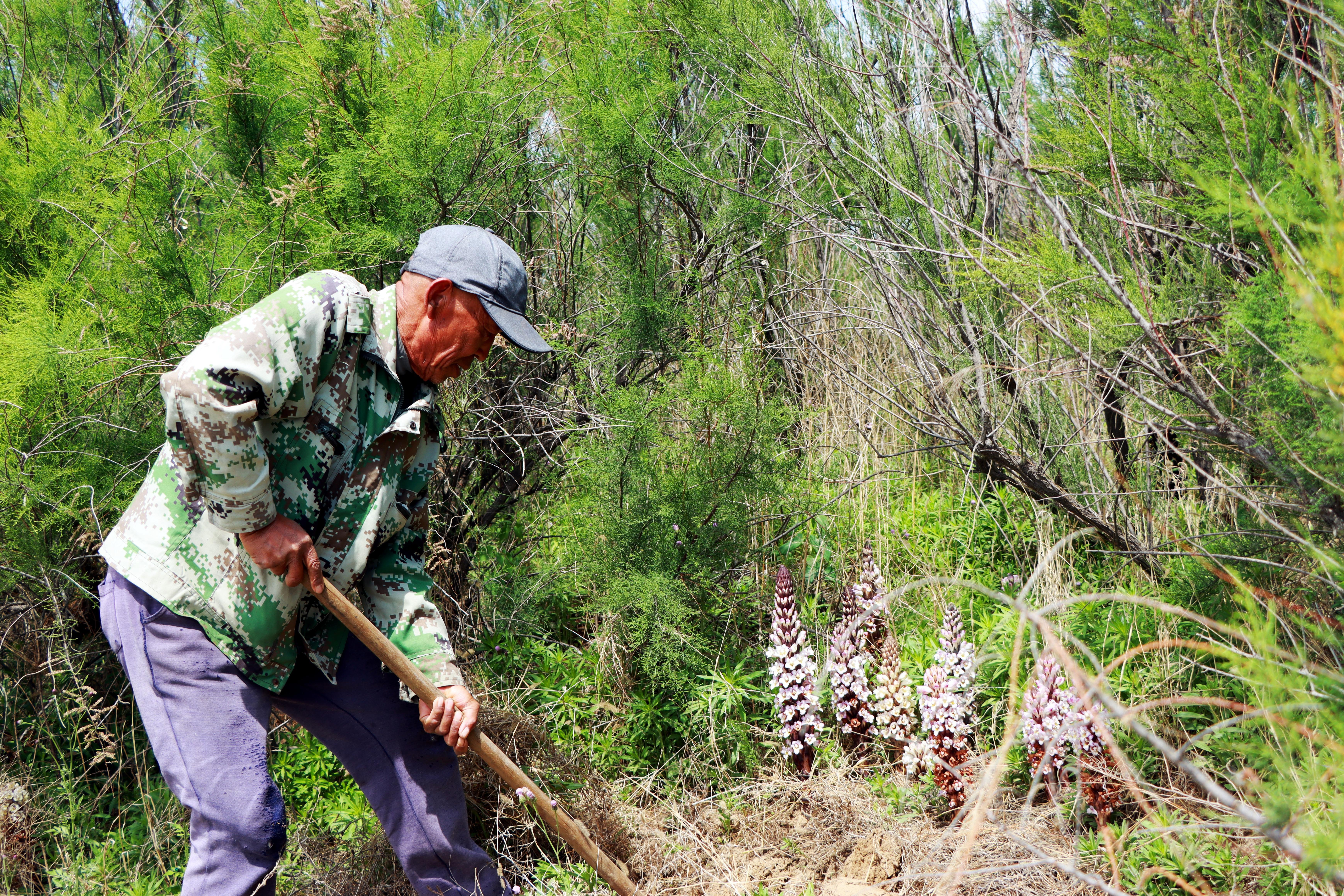 盐碱地种出“沙漠人参” 潍坊滨海解锁生态致富密码