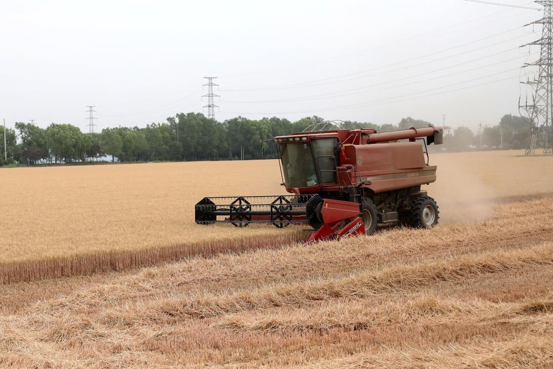 农机手李修正驾驶收割机收割小麦。