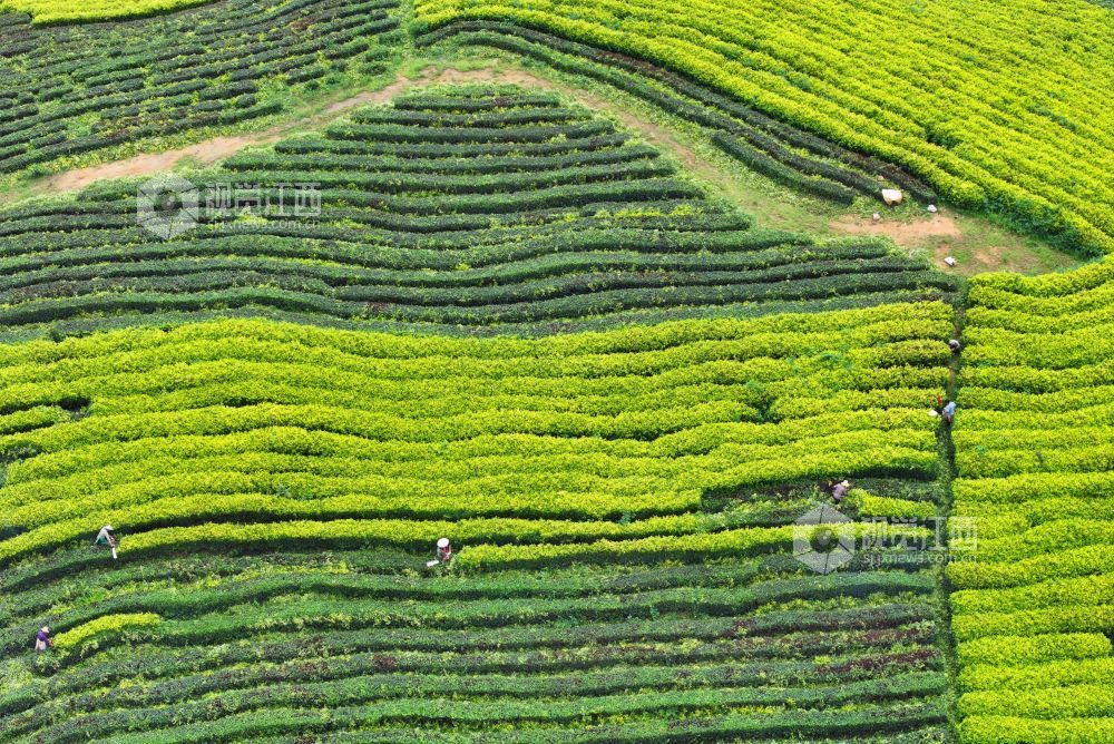 6月9日，江西省吉安市泰和县马市镇甘露村高山黄金茶种植基地，农民正在修剪茶树劳作。