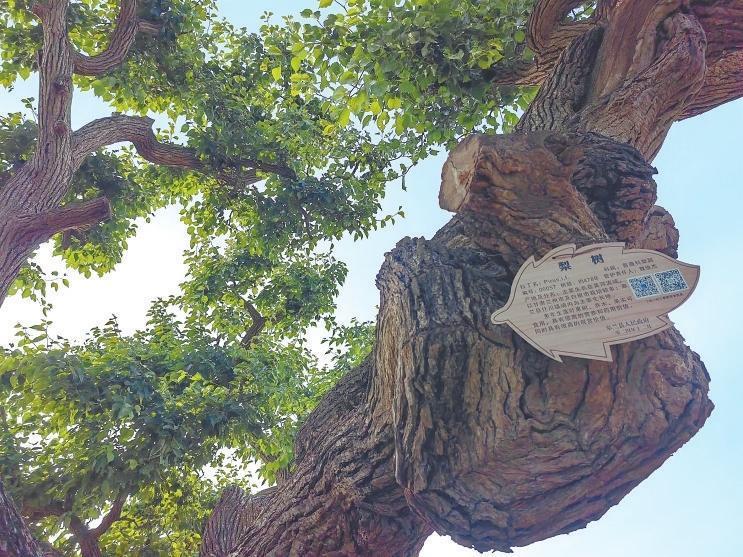 “一树一档”，古梨树都有档案。