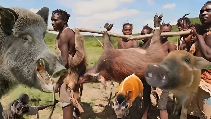 非洲原始部落实现了野猪肉自由，老人小孩都吃撑了