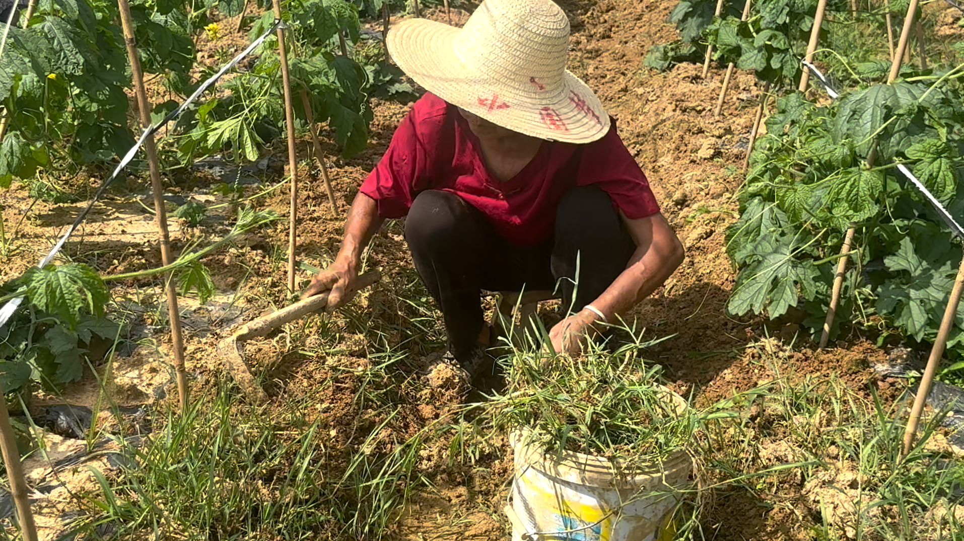 ▲鹭洲家庭农场人工除草，拒绝使用除草剂。摄影｜江西日报全媒体记者童梦宁