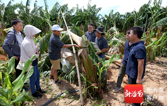 岗位专家实地了解香蕉受灾情况，并指导农户开展自救。受访者供图
