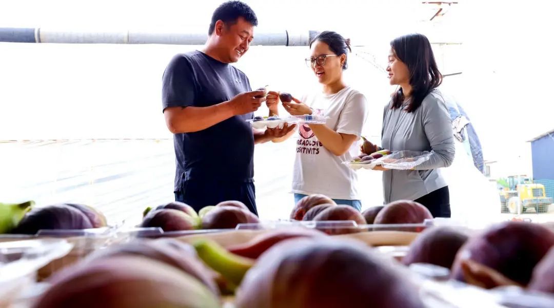 张掖临泽无花果飘香