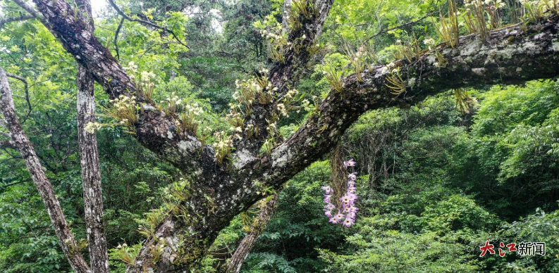 “中华神草”同树共舞（图源：江西井冈山国家级自然保护区）