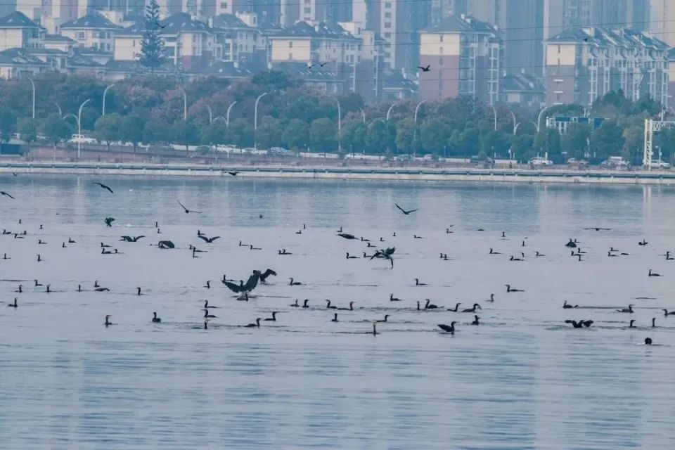 普通鸬鹚飞来南湖捕鱼。图/“江城林语”公众号