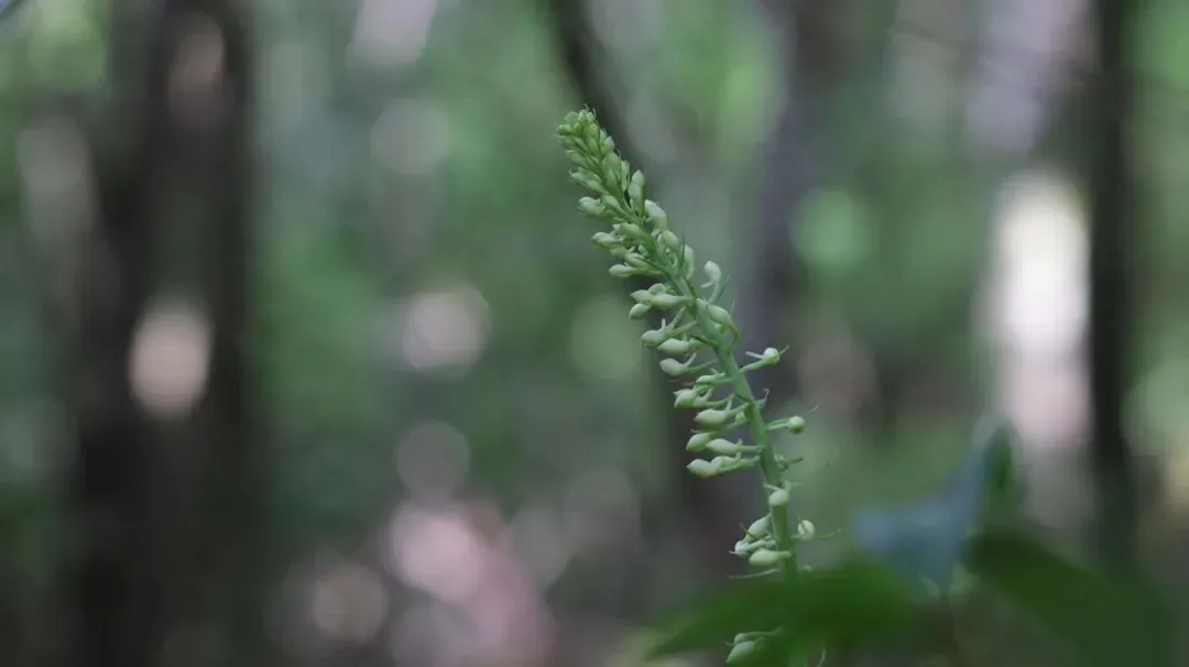 江西首次！崇义发现珍稀保护兰科植物——剑叶虾脊兰