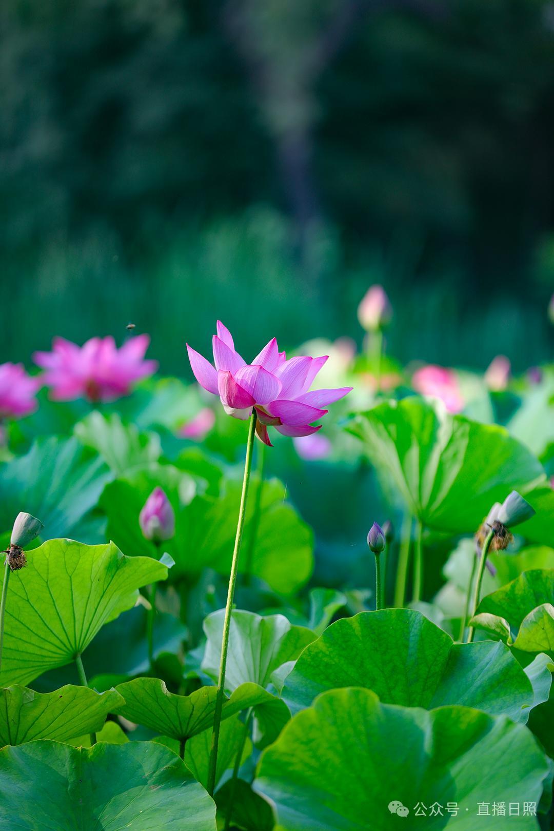 来庆涛/摄