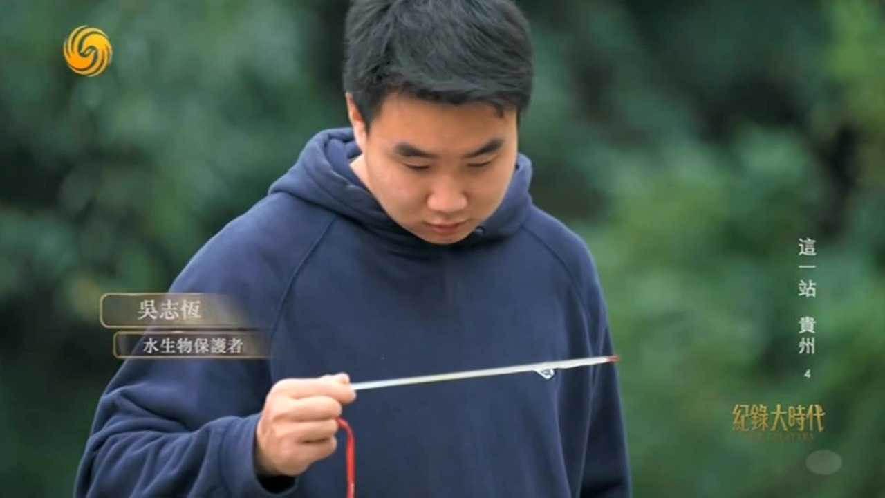 为了修复赤水河鱼类种群，研究员就像保姆一样照顾着实验鱼池里3000多条鱼
