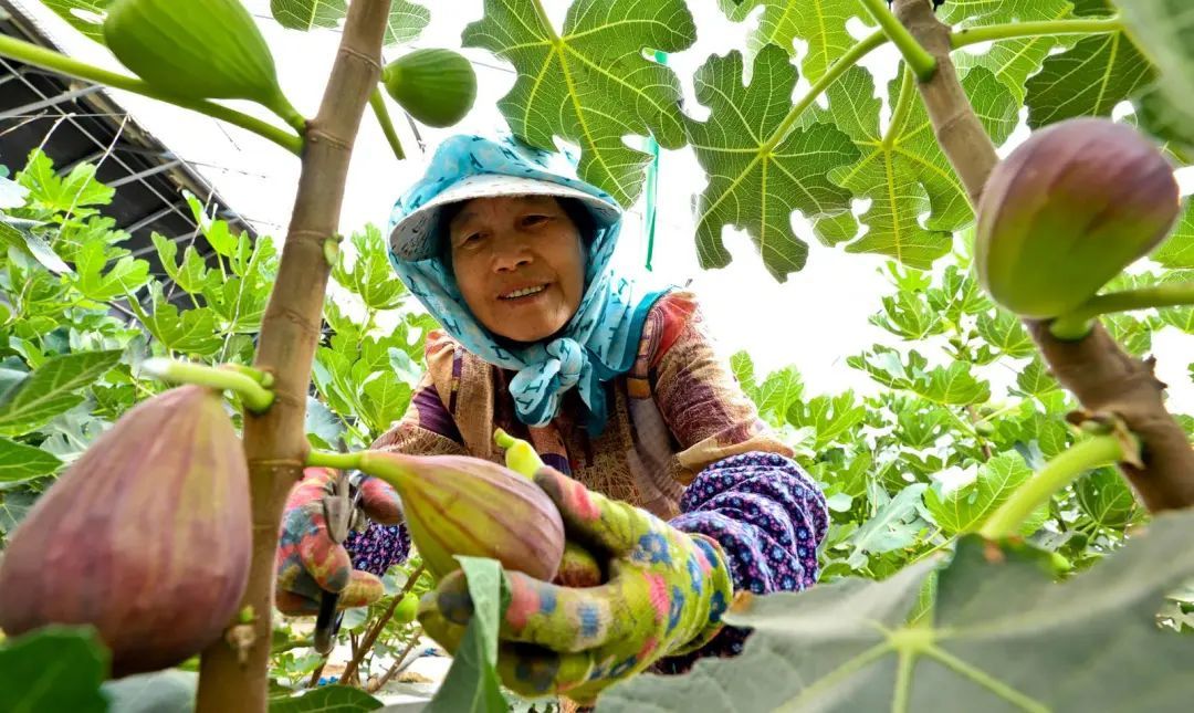 张掖临泽无花果飘香