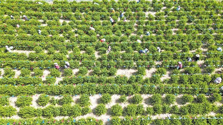6月中旬，通渭县碧玉镇迎来了金银花采摘季。新甘肃·甘肃日报通讯员　陈佰万